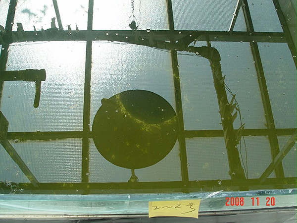 泼洒遮阳菌消藻后的实验池